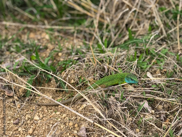 Fototapeta Beautiful green lizard with  with colorful blue pattern skin, crawls on the ground between dry and green grass. Closeup, macro shot