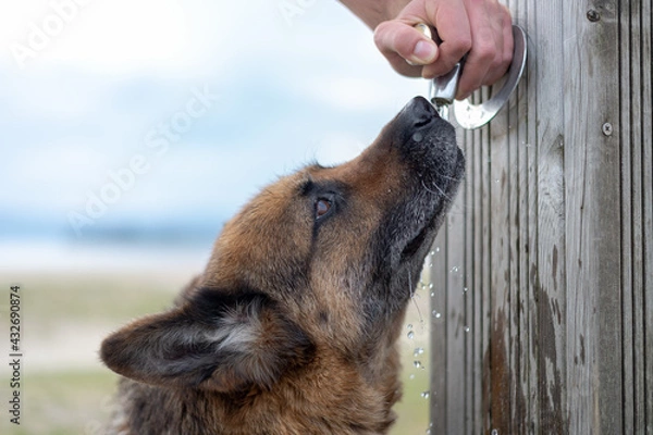 Obraz german shepherd drinking water close up