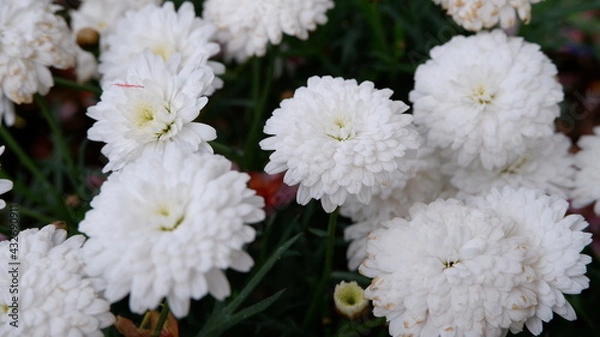 Fototapeta 商用で使える白い花の写真