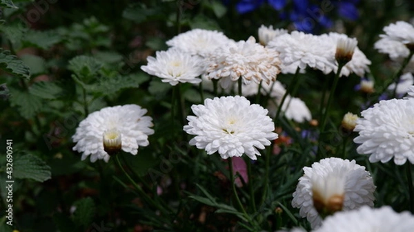 Fototapeta 商用で使える白い花の写真