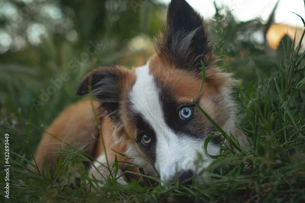 Obraz Border collie marrón y blanco con un ojo de cada color cachorro tirado en la hierba mirando a cámara
