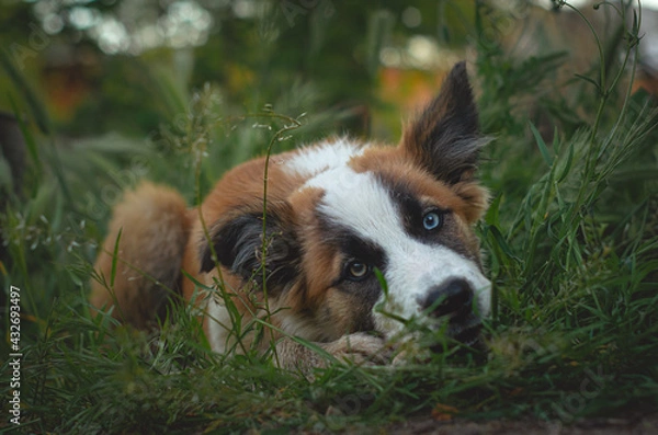 Obraz Border collie marrón y blanco con un ojo de cada color cachorro tirado en la hierba mordisqueando