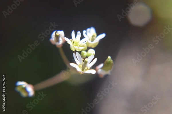Obraz Erophila oder Gewöhnliches Hirtentäschel Makroaufnahme Nikon D5300