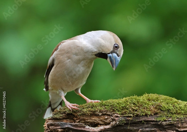 Obraz Hawfinch
