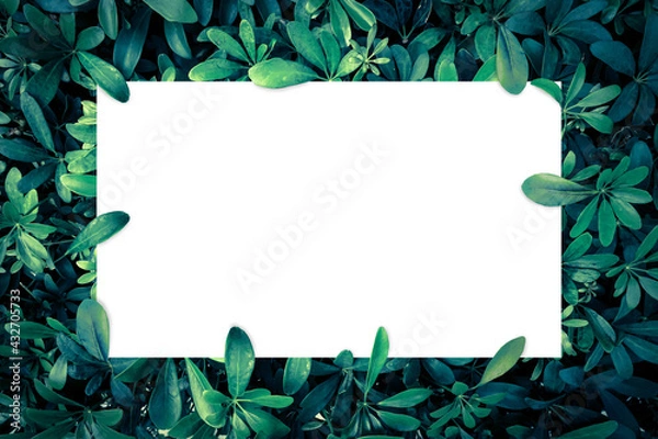 Obraz Flat lay, Green leaves pattern background with white paper card note, Nature concept