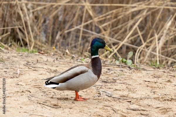 Obraz duck on a pond
