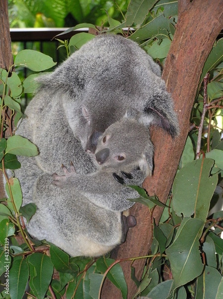 Obraz Koala Cuddling Baby