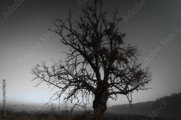 Obraz tree in fog