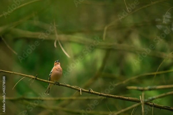 Obraz red backed shrike