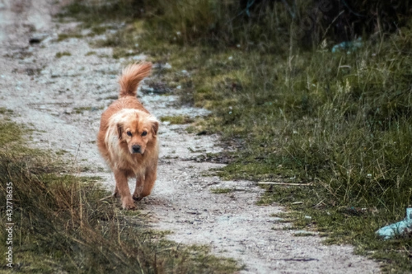 Obraz Caminata a casa 