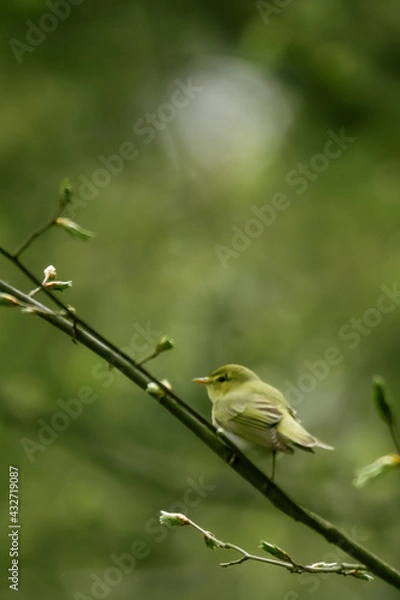Obraz bird on a branch