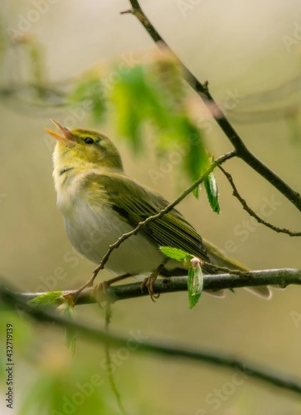 Obraz robin on branch