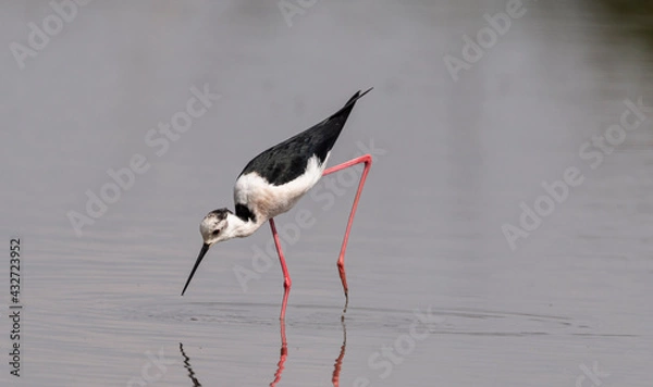 Obraz Black winged stilt