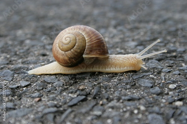 Obraz Ślimak