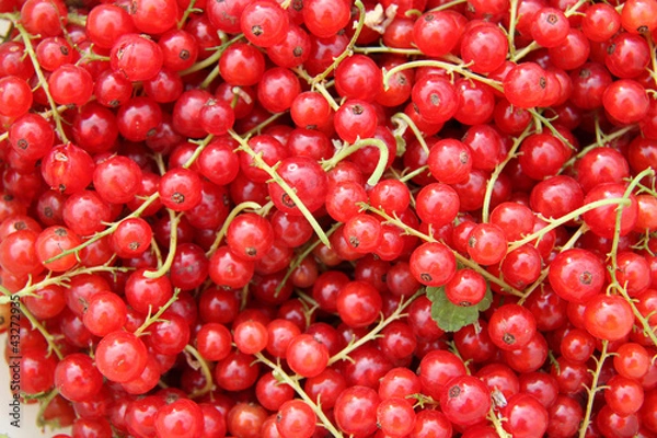 Fototapeta groseilles