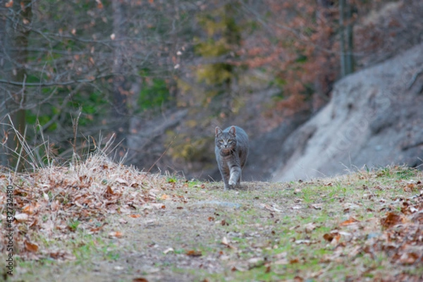 Fototapeta Cat running on a path in forest