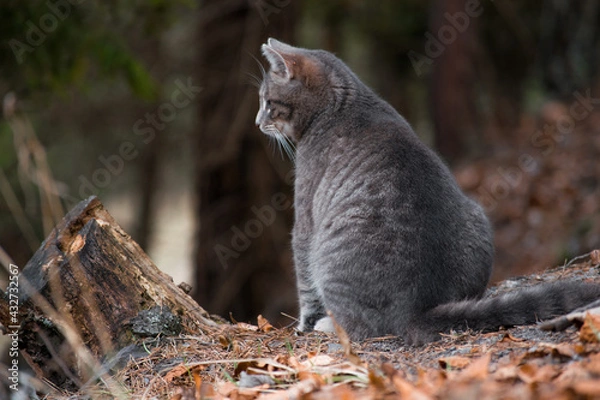 Fototapeta Cute cat sitting in forest