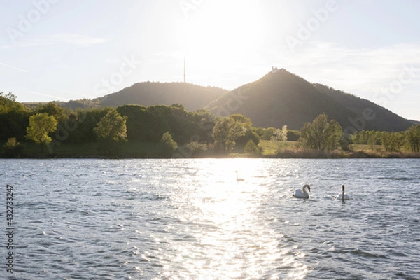 Obraz View of Vienna's Leopoldsberg and the danube river from Donauinsel in the evening sun in summer, with swans swimming on the danube.