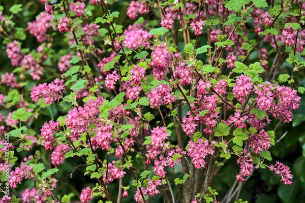 Fototapeta Beautiful closeup spring view of wild red-flowering currant (Ribes sanguineum) pink corolla and yellow stamens blossom growing in Ballinteer, Dublin, Ireland. Soft and selective focus