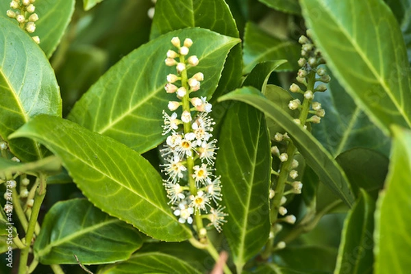 Fototapeta Beautiful closeup spring view of white blooming common laurel (Prunus laurocerasus) in Marlay Park, Dublin, Ireland. Soft and selective focus