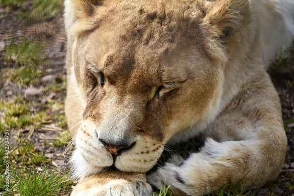 Fototapeta sleeping lion