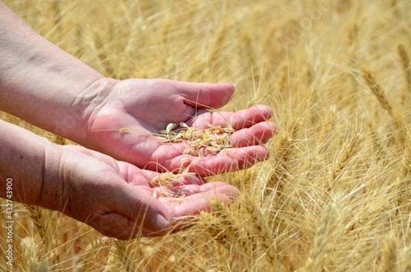 Fototapeta Close-up of ripe organic rye wheat ears on agricultural field during harvest with wives hands