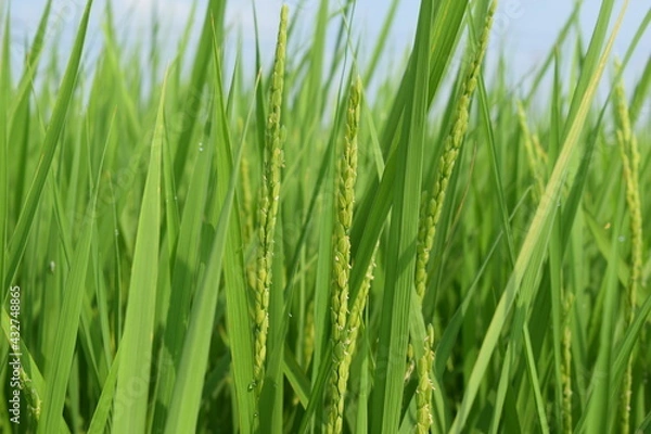 Obraz イネの花 山形県 庄内米