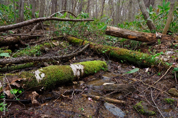 Obraz 春の森林内を流れる小川と苔むした倒木