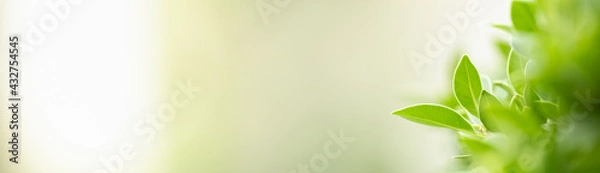 Fototapeta Closeup of beautiful nature view green leaf on blurred greenery background in garden with copy space using as background cover page concept.