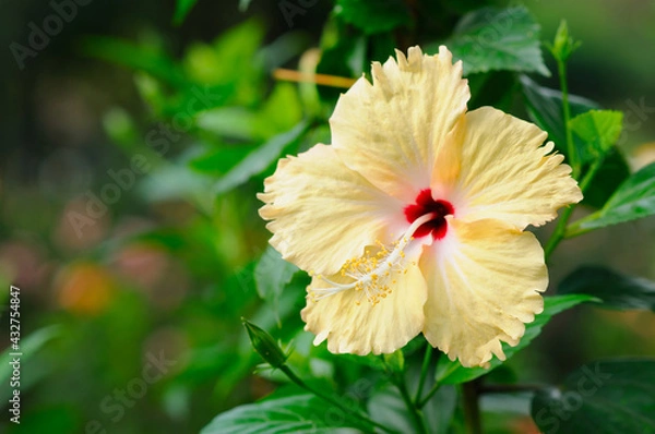 Obraz A Beautiful Yellow Hibiscus