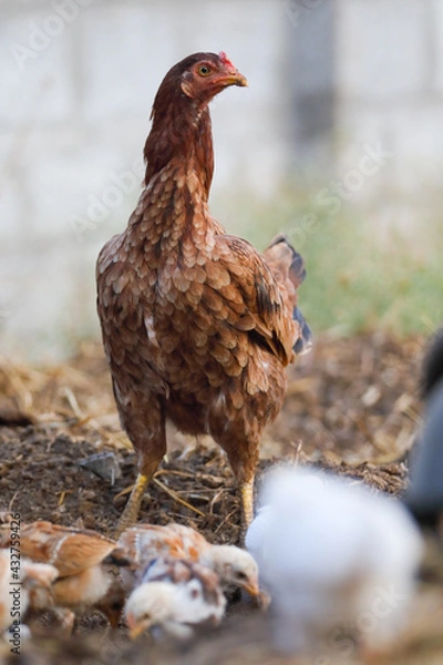 Fototapeta Little chicks with mother chicken searching food	
