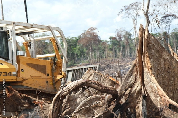 Obraz Déforestation
