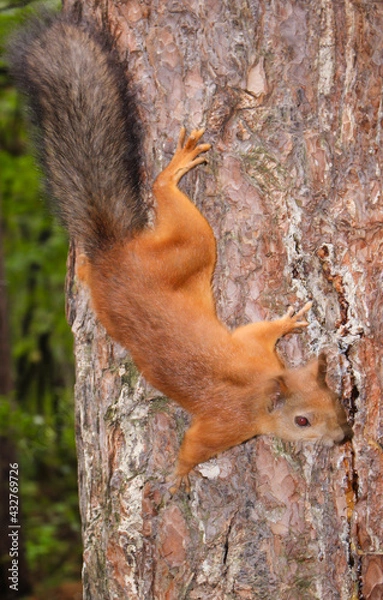 Fototapeta A beautiful squirrel sits on a tree and holds a nutlet, close-up portrait, looks at the camera. 