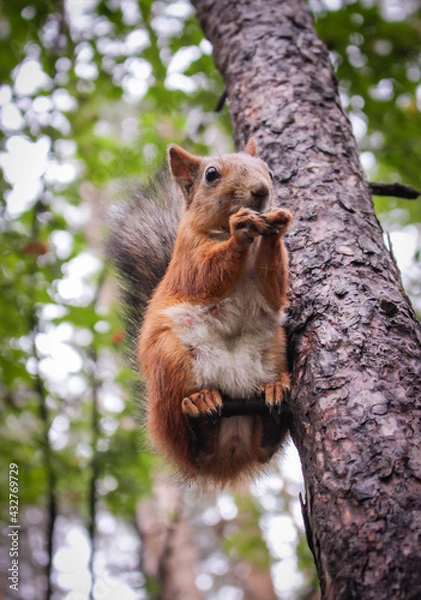 Fototapeta A beautiful squirrel sits on a tree and holds a nutlet, close-up portrait, looks at the camera.