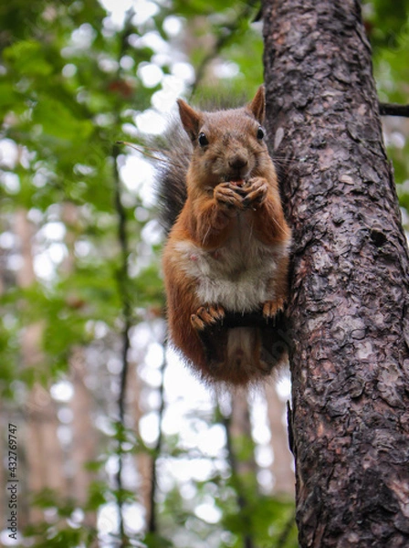 Fototapeta A beautiful squirrel sits on a tree and holds a nutlet, close-up portrait, looks at the camera.