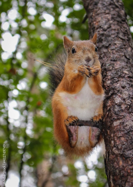 Fototapeta A beautiful squirrel sits on a tree and holds a nutlet, close-up portrait, looks at the camera.