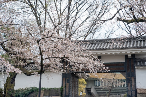 Fototapeta 春 新生活 桜 始まり 花見