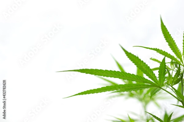 Obraz part of cannabis branch on white