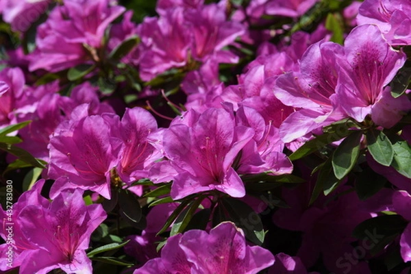 Fototapeta ピンク色の花