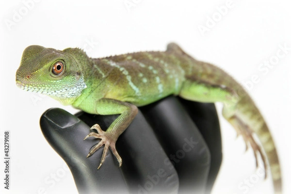 Obraz Chinese Water Dragon