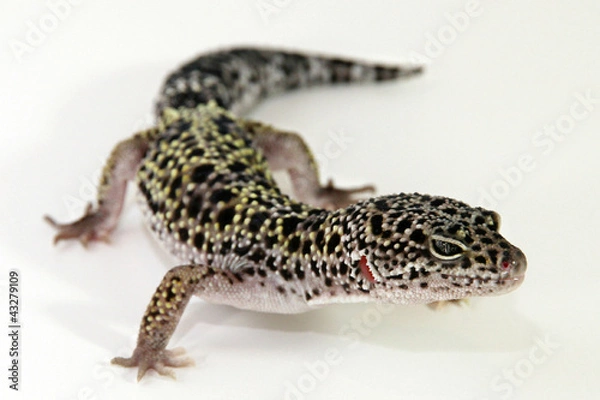 Fototapeta Leopard Gecko