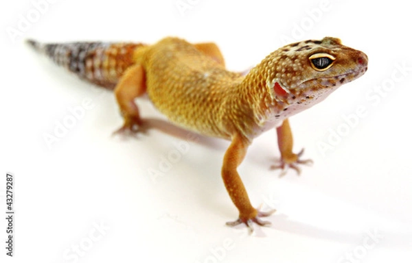 Fototapeta Leopard Gecko