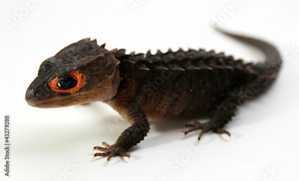 Fototapeta Red-Eyed Crocodile Skink