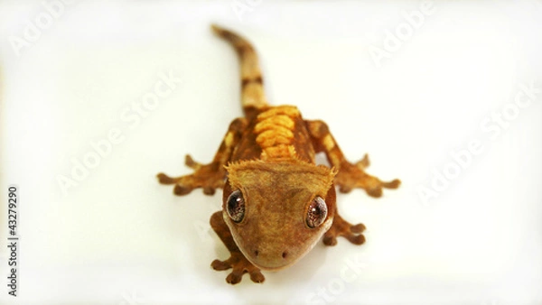 Fototapeta Crested Gecko