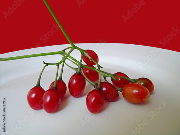 Obraz Poisonous Plate