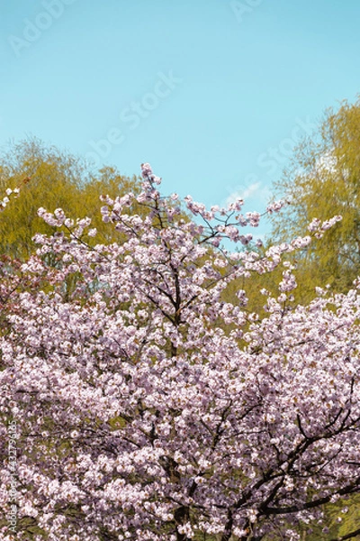 Fototapeta Spring time cherry blossoms. The cherry blossoms are in full bloom. Cherry blossoms in small clusters on a cherry branch