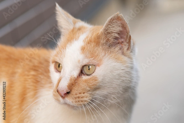 Fototapeta 見つめる猫　茶白猫