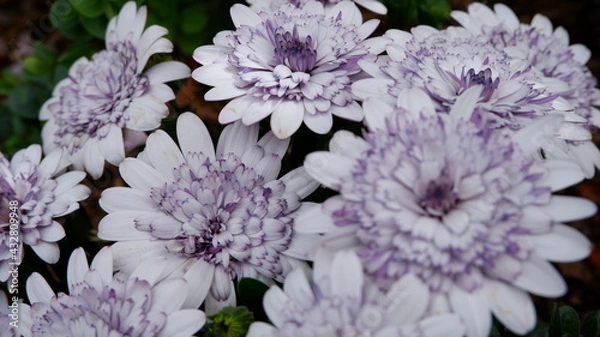 Fototapeta 商用で使える花の写真