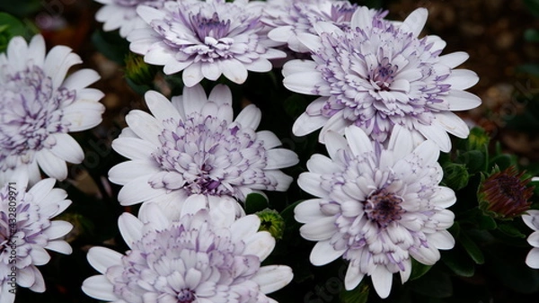 Fototapeta 商用で使える花の写真