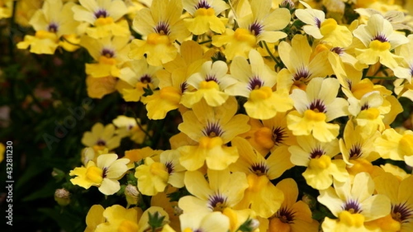 Fototapeta 商用で使える花の写真